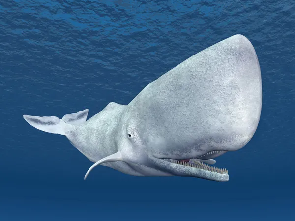 マッコウクジラ写真素材 ロイヤリティフリーマッコウクジラ画像 Depositphotos