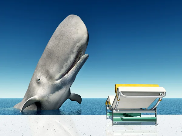 Experiência de férias com uma baleia esperma — Fotografia de Stock