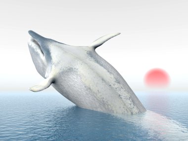 sperm balinası atlama