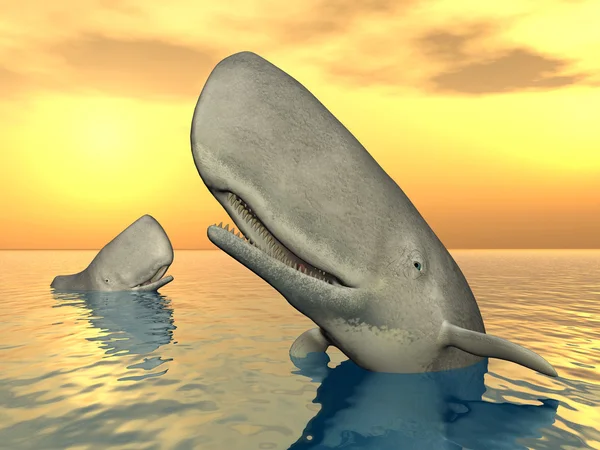 精子クジラ — ストック写真
