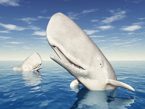 Baleias de esperma — Fotografia de Stock