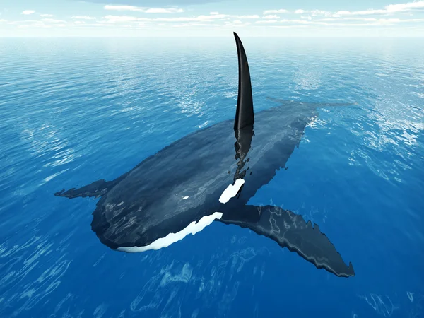 Killer Whale — Stock Photo, Image