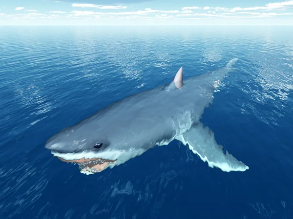 Great White Shark Stock Picture