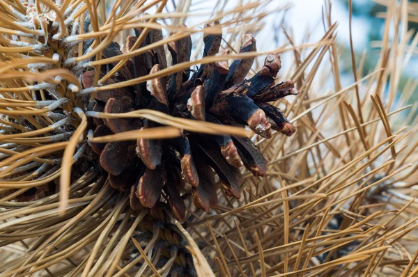 Pine cone — Stock Photo, Image