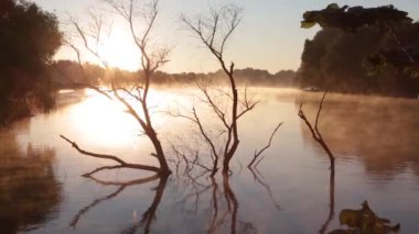 Sis şafak vakti nehre yayılır, turuncu ışık. Sudaki ağaç