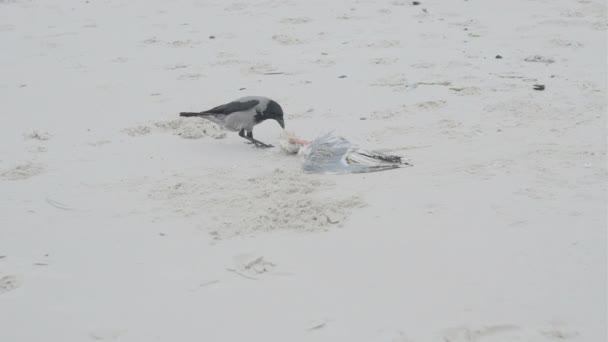 乌鸦在沙滩上吃死海鸥 — 图库视频影像