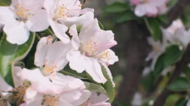Bir arı çiçekten çiçeğe yavaş çekimde uçuyor ve onları tozlaştırıyor.