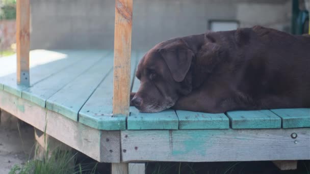 Old Chocolate Labrador Sleeping Wooden Terrace Crossed Paws — Wideo stockowe