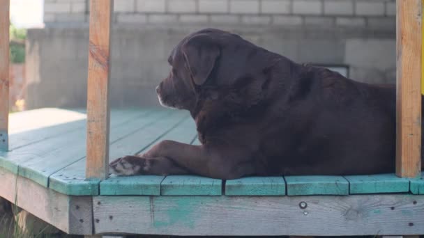 Viejo Labrador Chocolate Está Durmiendo Terraza Madera Con Patas Cruzadas — Vídeos de Stock