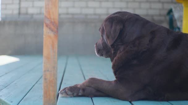 Vecchio Labrador Cioccolato Sdraiato Sulla Terrazza Legno Con Zampe Incrociate — Video Stock