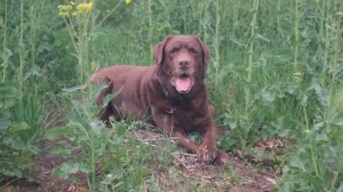 Çikolata rengi eski Labrador tarım alanındaki çimlerin üzerinde yatıyor.