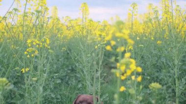chocolate color old labrador is lying on the grass on the agriculture field