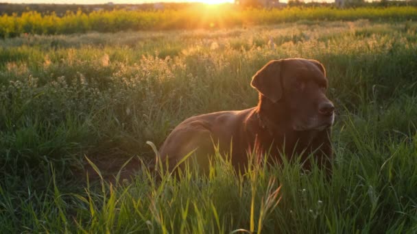 Chocolate Labrador Lying Grass Sunset Light — Vídeos de Stock