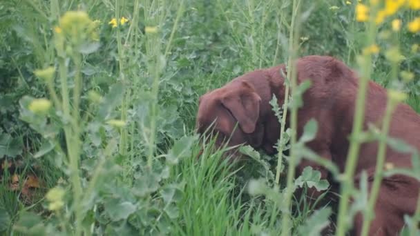 Color Chocolate Viejo Labrador Está Acostado Hierba Campo Agricultura — Vídeos de Stock