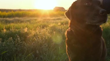 Gün batımında çimlerin üzerinde uzanan köpeği, tanınmaz hale gelen adamın elleri okşuyor.