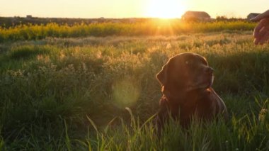 Gün batımında çimlerin üzerinde uzanan köpeği, tanınmaz hale gelen adamın elleri okşuyor.