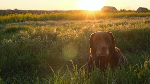 Chocolate Labrador Lying Grass Sunset Light — Video