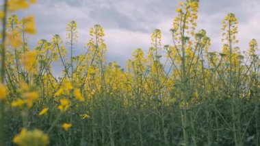 Bulutlu gri gökyüzünün ön planında sarı kanola otları