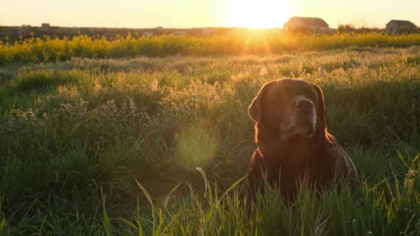 Labrador Chocolate Está Acostado Sobre Hierba Luz Del Atardecer — Vídeos de Stock