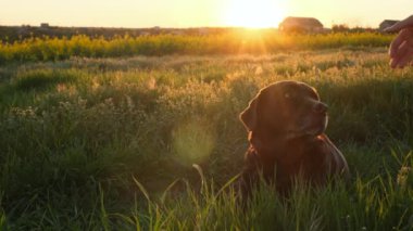 Gün batımında çimlerin üzerinde uzanan köpeği, tanınmaz hale gelen adamın elleri okşuyor.