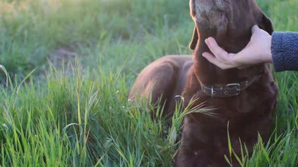 Unrecognizable Man Hands Petting Dog Who Lying Grass Sunset Light — Video