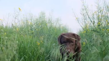 Çikolata renkli labrador köpeği yeşil çimlerin üzerinde koşuyor.