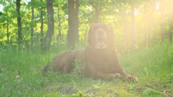 Čokoládový Labrador Pes Leží Zemi Parku Vstává Začíná Běhat — Stock video