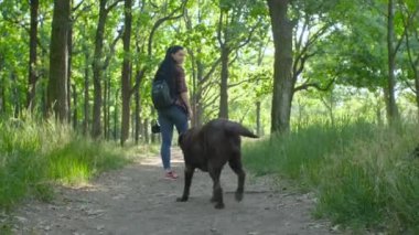 Kırmızı ekose gömlekli beyaz bir kadın yeşil parkta yaşlı bir labrador köpeğiyle yürüyor.