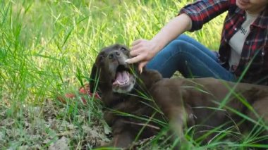 Kırmızı ekose gömlekli beyaz bir kadın yeşil parkta yaşlı bir labrador köpeğiyle oynuyor.