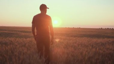Buğday tarlasında beyaz bir adam gün batımında buğday hasadını kontrol ediyor.