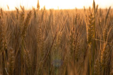 harvest of ripe yellow wheat on the field, close-up of the spikelet