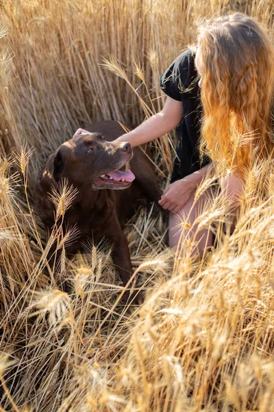 Caucasian Young Woman Labrador Dog High Yellow Wheat Grass — Stockfoto