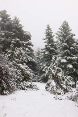 çam ormanı kar altında dar yolda