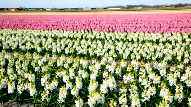 Nederlandse bloemen — Stockvideo