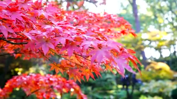 Autumn in garden — Stock Video