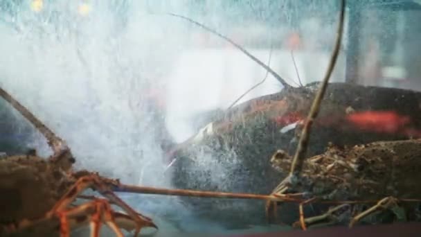 Żywe homary — Wideo stockowe