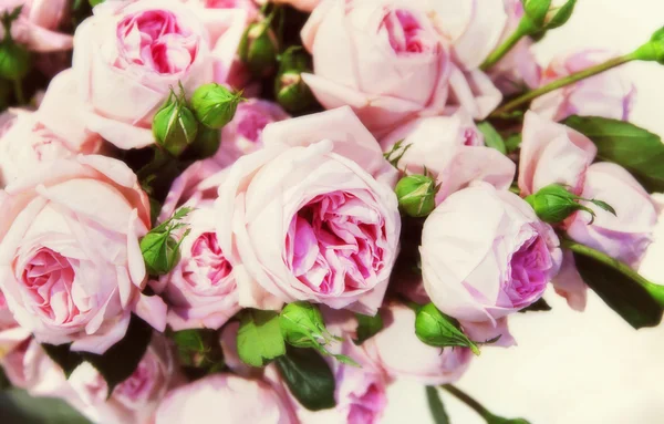 Roses background — Stock Photo, Image