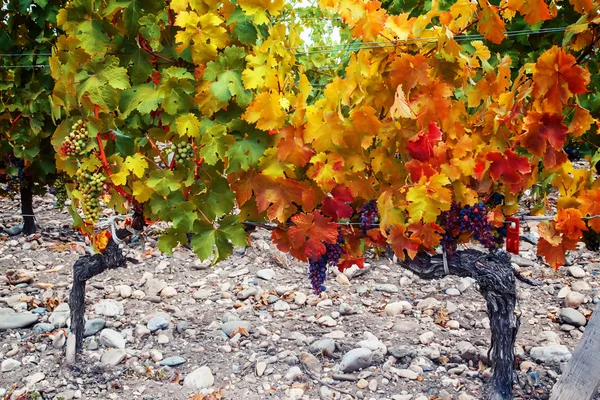 Plantación de vino —  Fotos de Stock