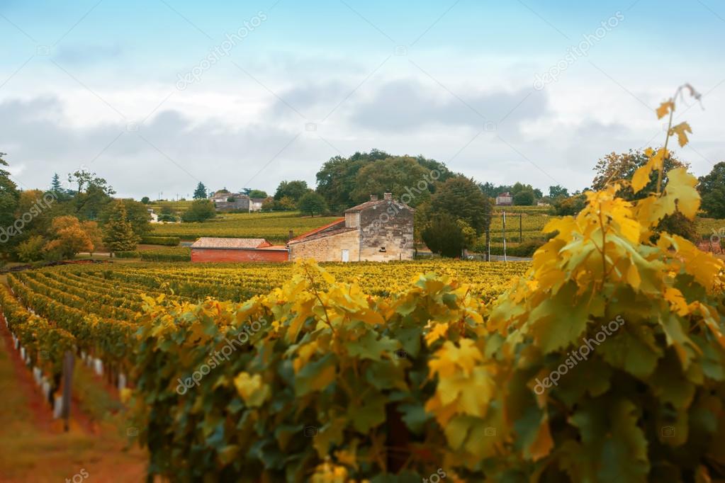 Wine landscape by autumn