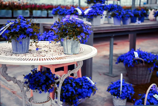 Flores de primavera — Foto de Stock