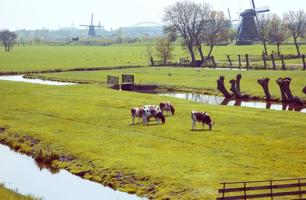 Dutch spring — Stock Photo, Image