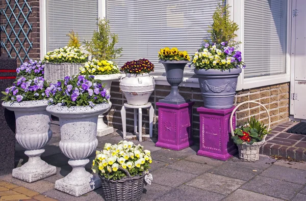 Huis bloemen uiterlijk in het voorjaar — Stockfoto