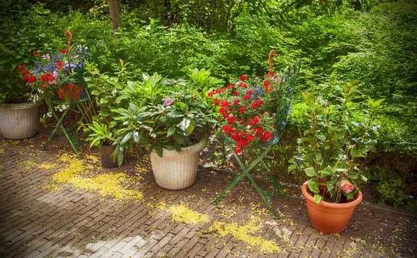 Jardín de flores de verano — Foto de Stock