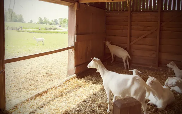 Goats in barn — Stock Photo, Image