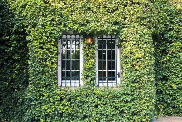 Green house wall — Stock Photo, Image