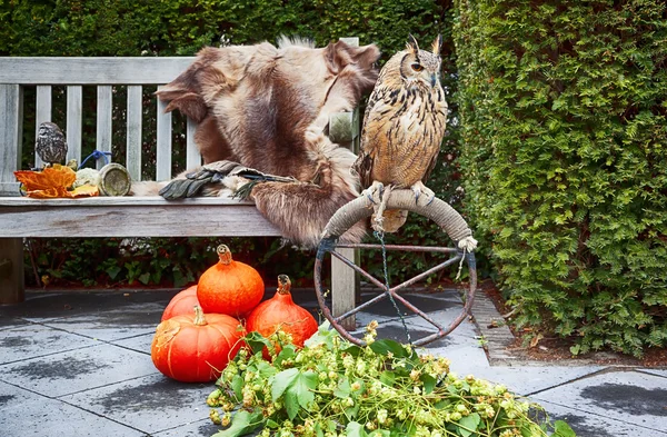 Búho en el jardín de otoño —  Fotos de Stock