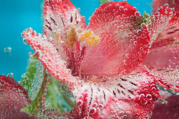 水では、美しい花マクロ — ストック写真