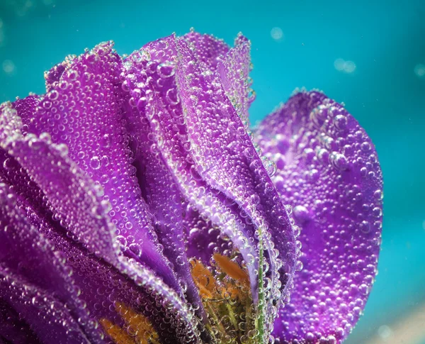 Красивый цветок в воде, макро — стоковое фото