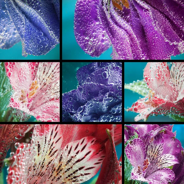 Коллаж, Красивый цветок в воде, макрос — стоковое фото