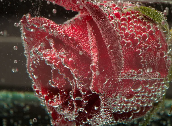 Hermosa flor en el agua, macro — Foto de Stock